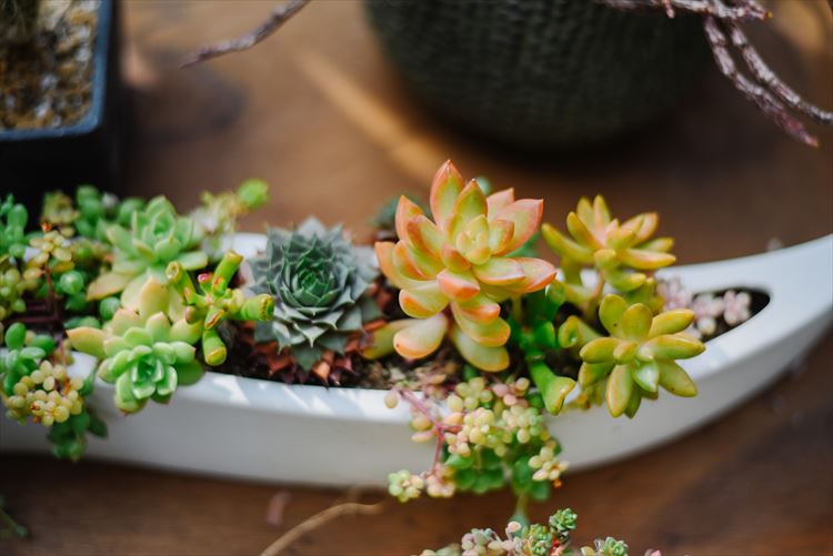 【暮らし広がる体験教室　KURASUROOM】「madam tété」春はすぐそこ！春の多肉寄せ植えLesson